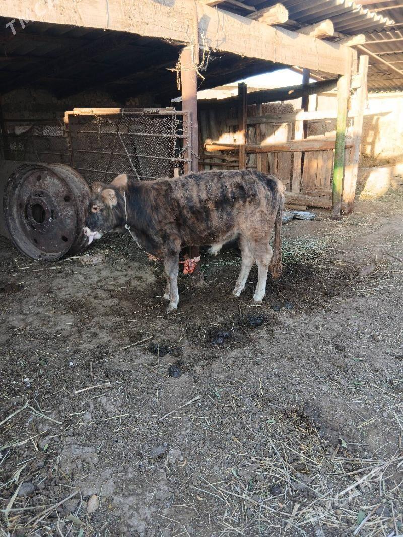 okuz - Ýaşlyk - img 5