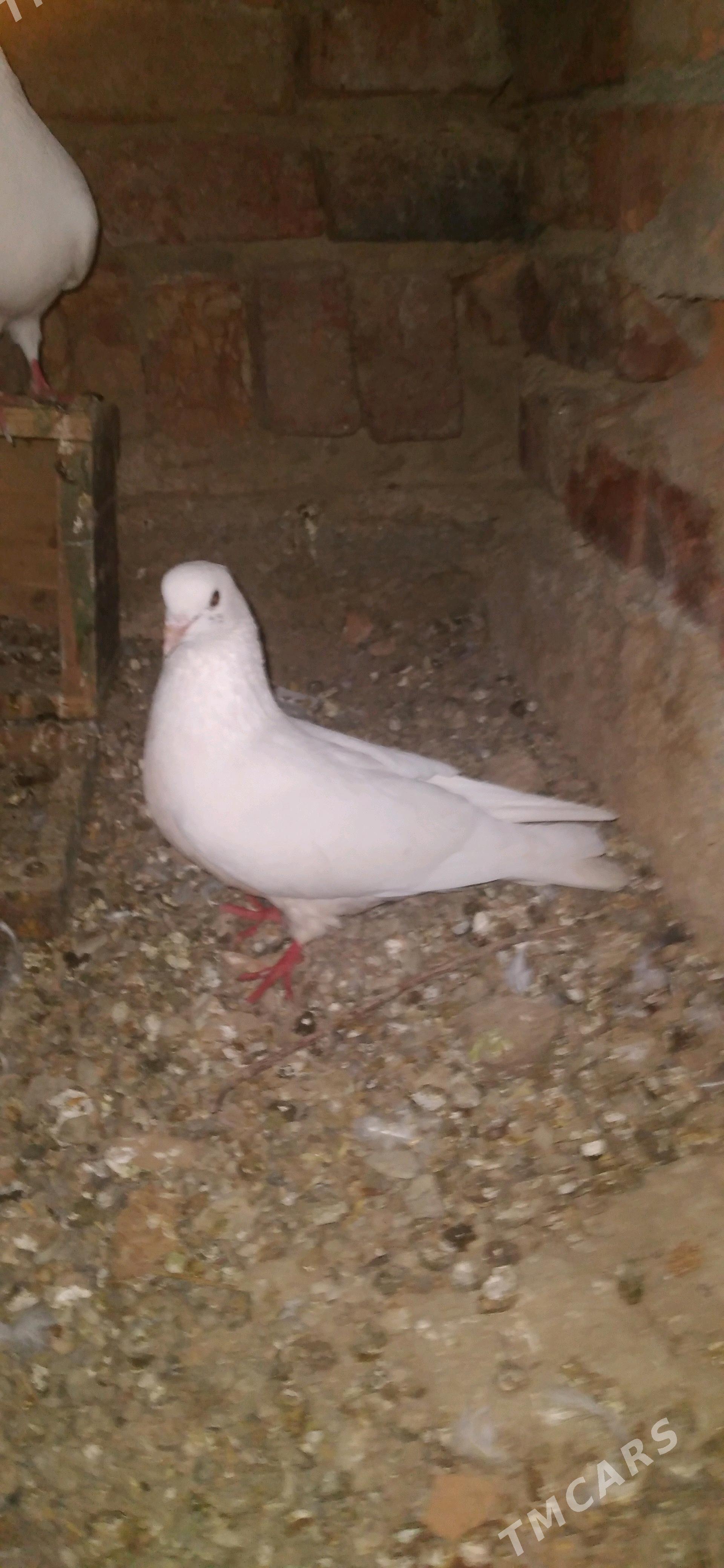 kepderi - Bäherden - img 3