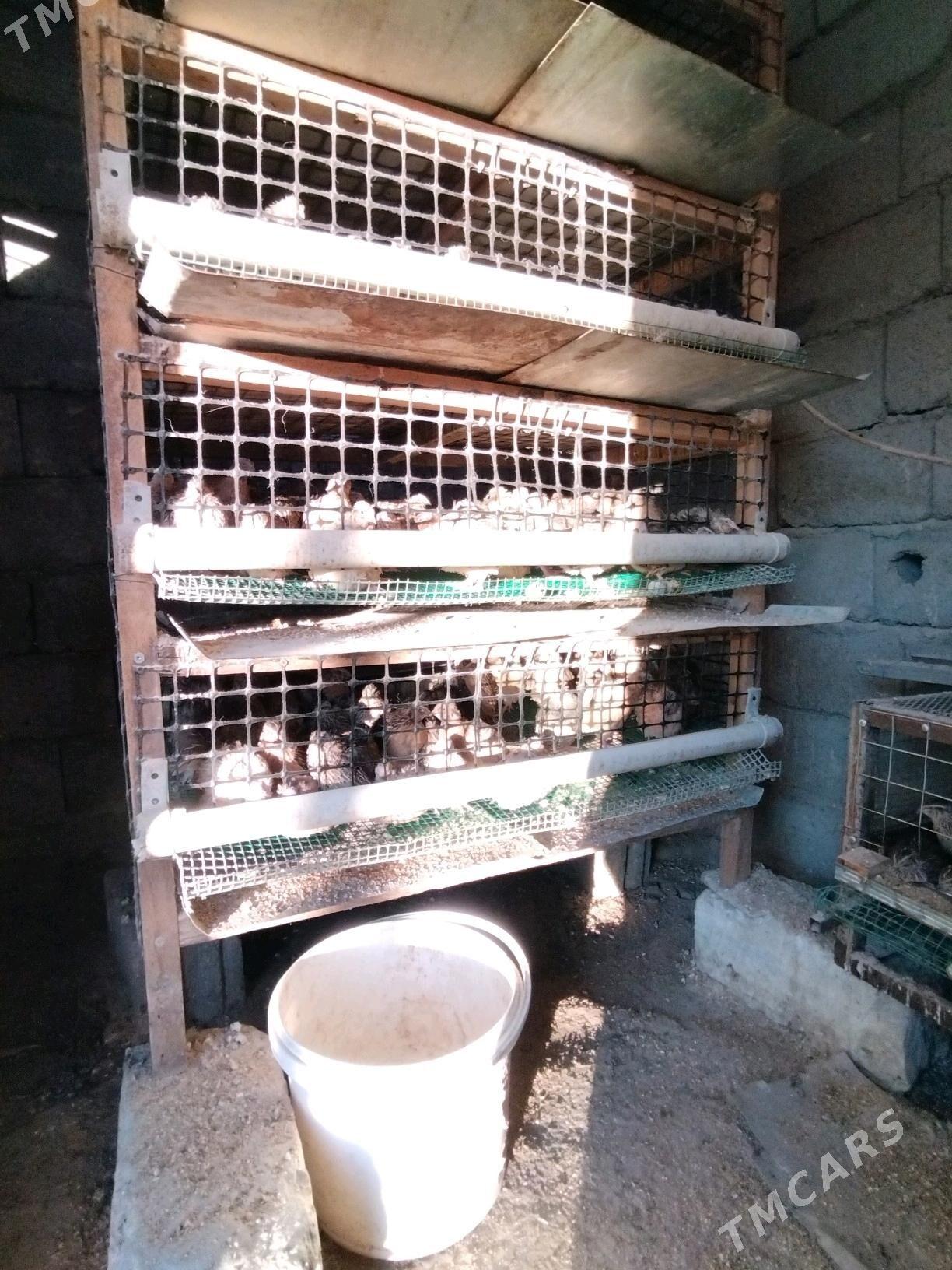 Bedene yumurtga - Balkanabat - img 1