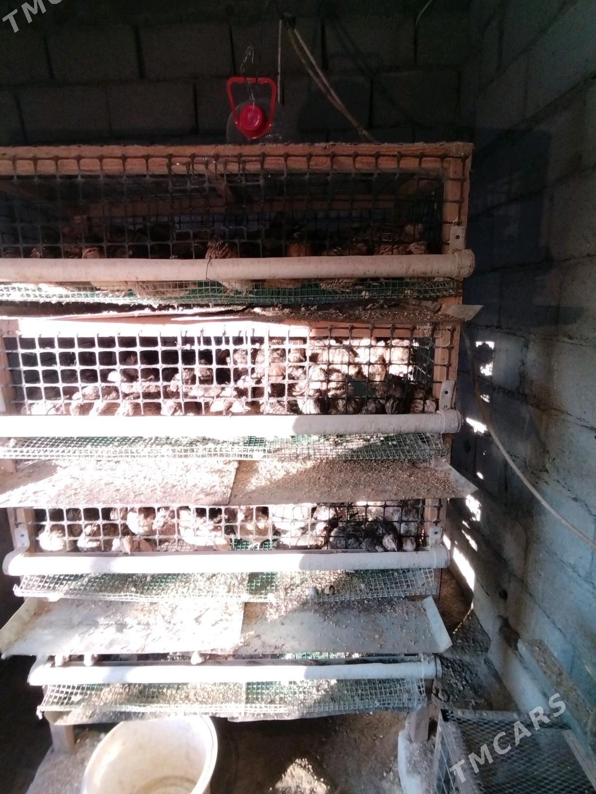 Bedene yumurtga - Balkanabat - img 2