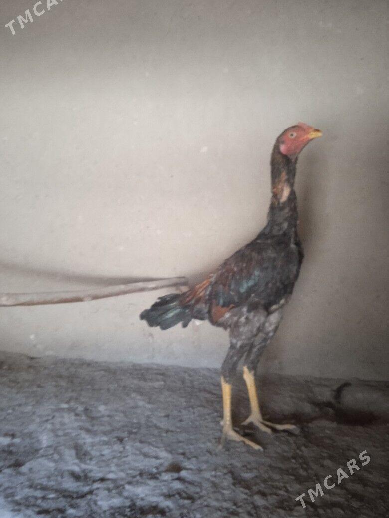 baýes jüje - Mary - img 2