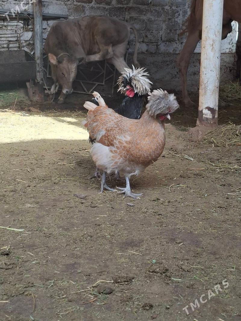 FIZAN HOROZ TOWUK - Hitrowka - img 2