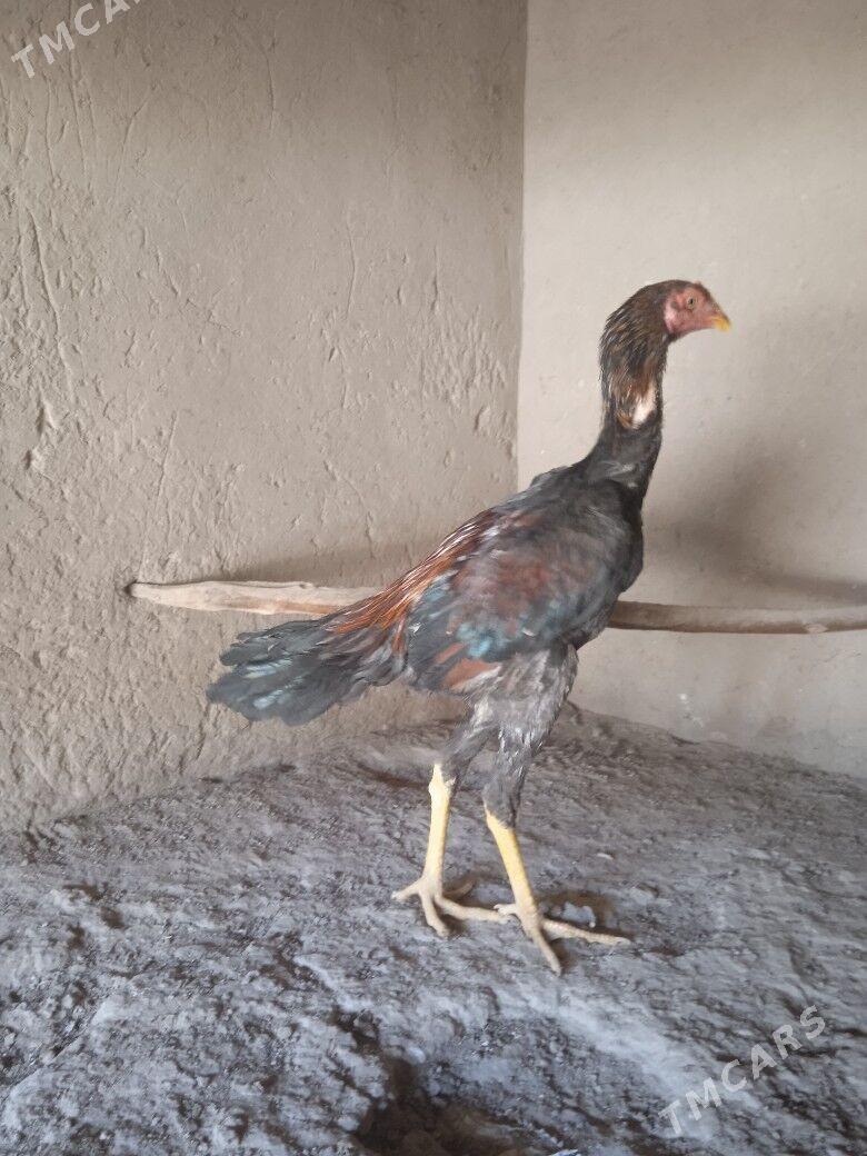 baýes jüje - Mary - img 6