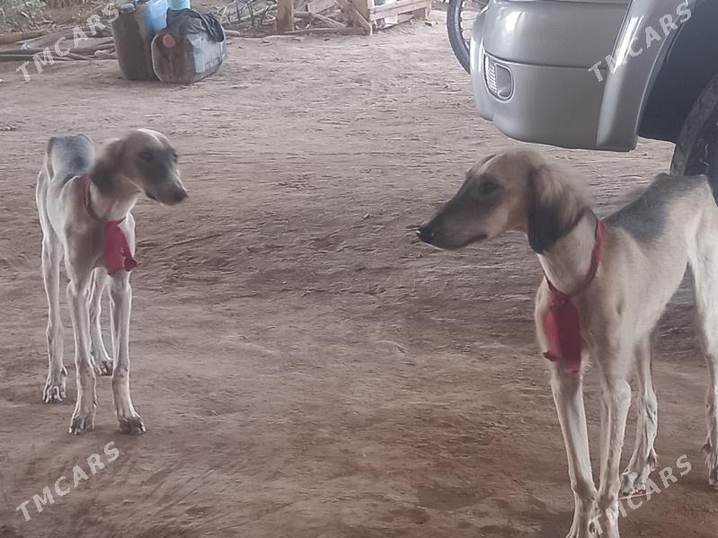 яш тазы гужуклер - Огуз хан - img 2