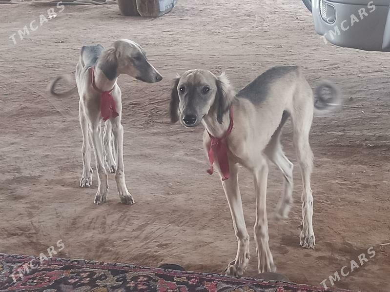 яш тазы гужуклер - Огуз хан - img 3