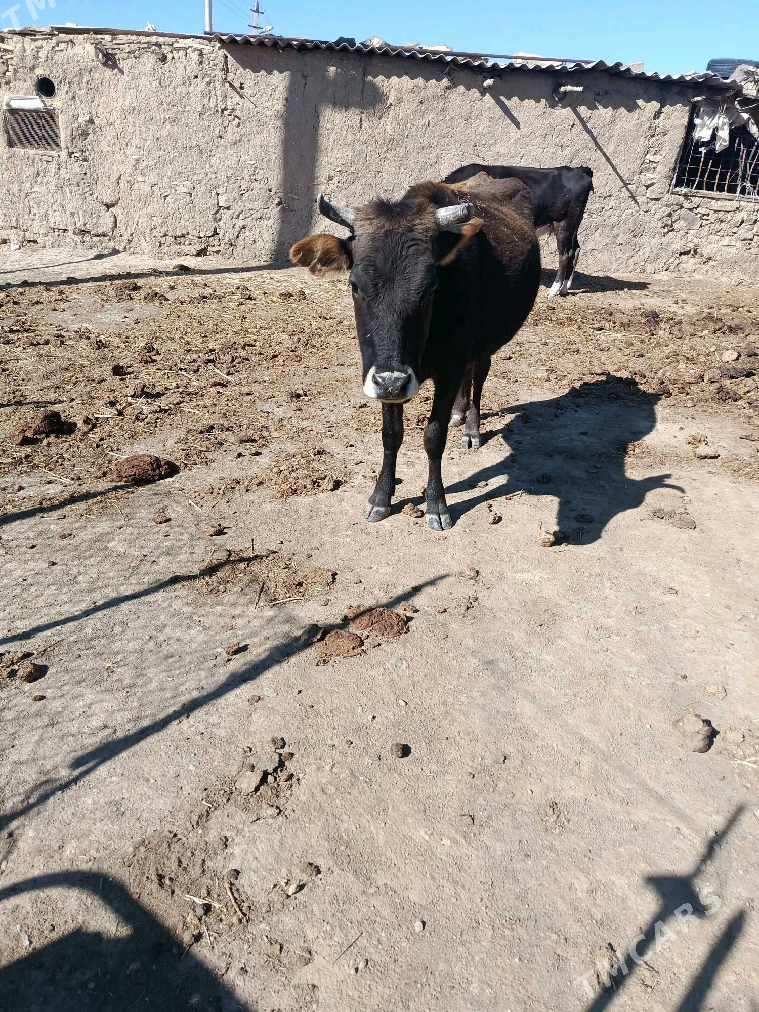 Gysyr sygyr - Bäherden - img 2