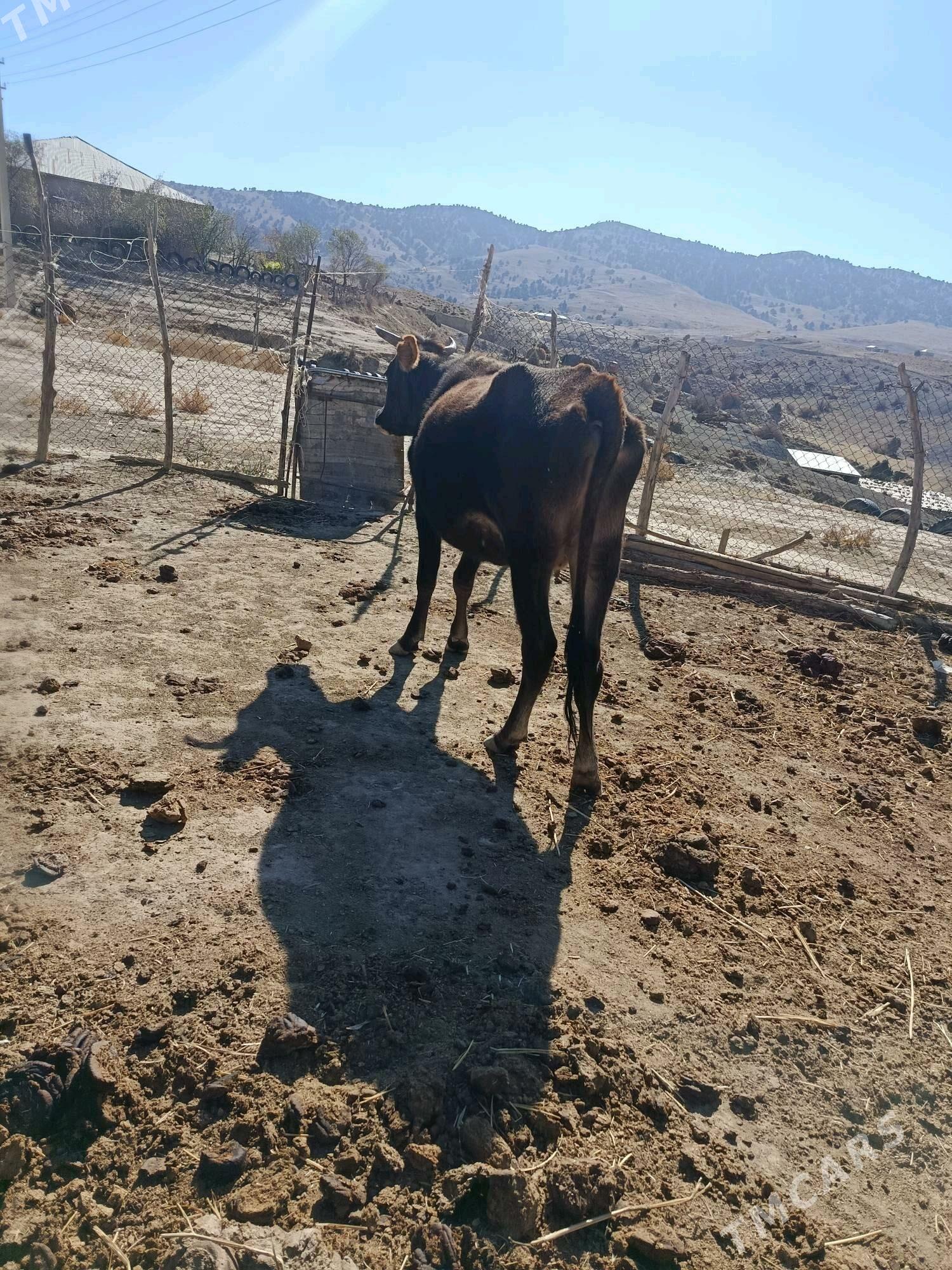 Gysyr sygyr - Bäherden - img 5