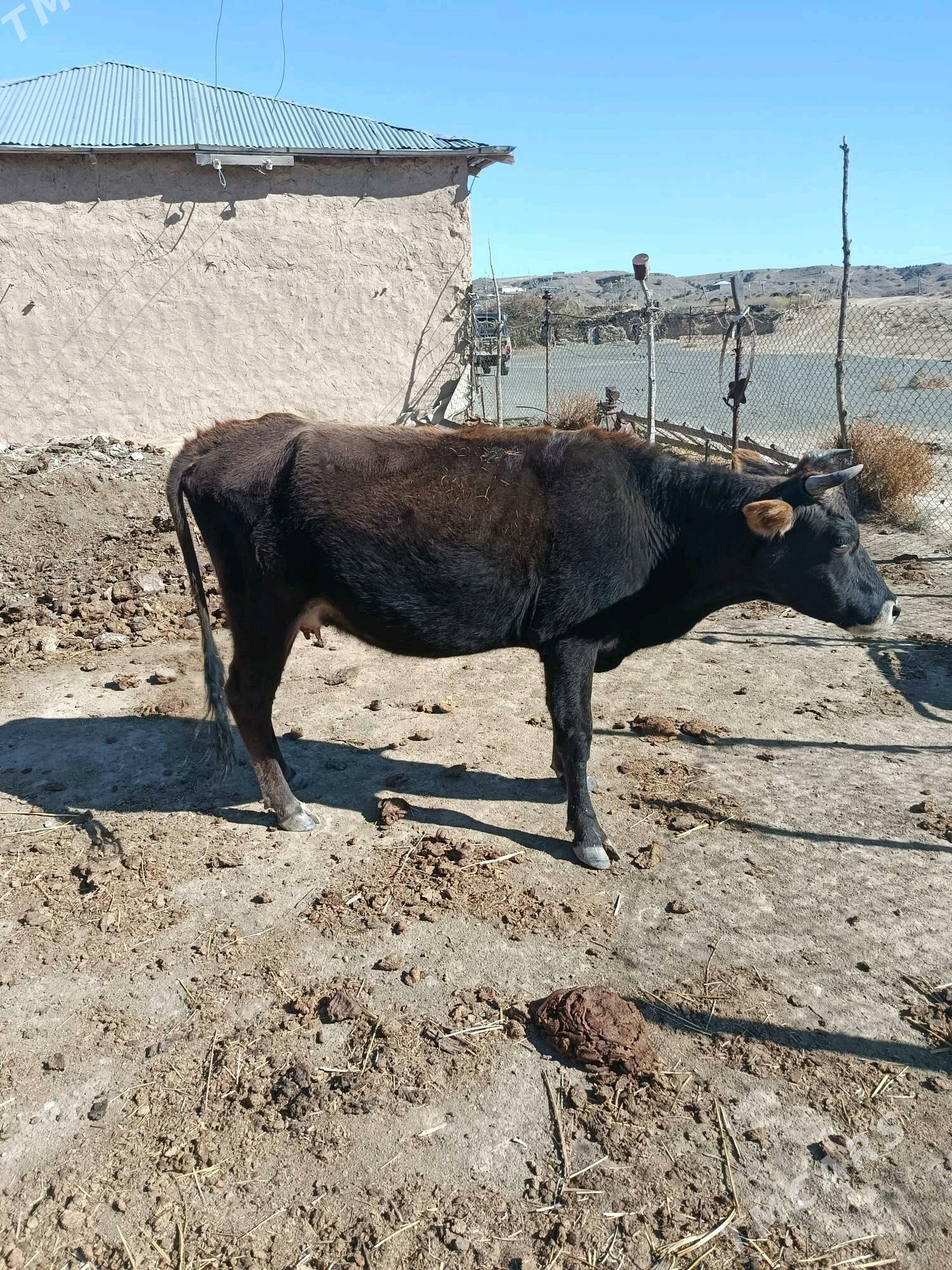 Gysyr sygyr - Bäherden - img 3