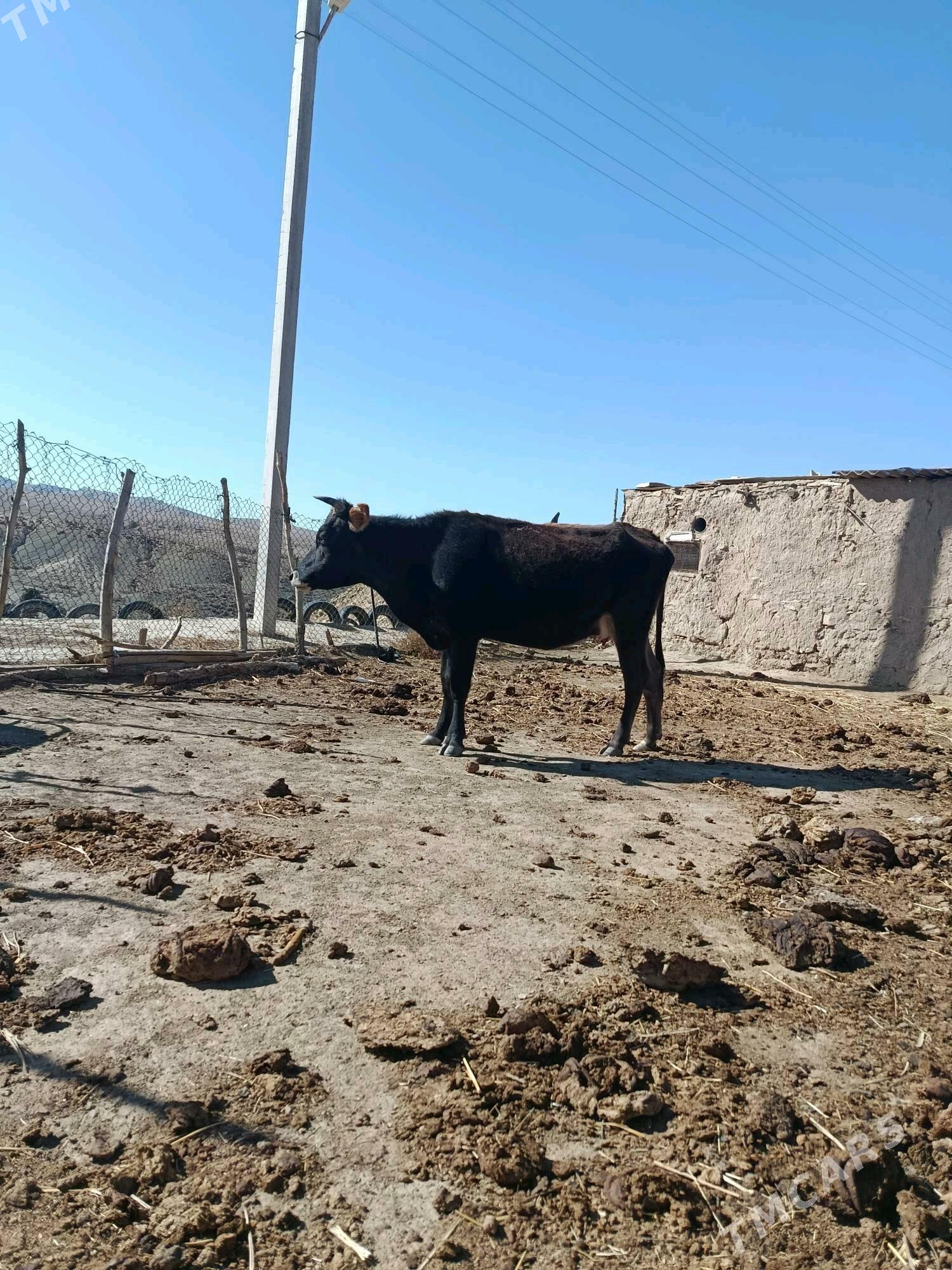 Gysyr sygyr - Bäherden - img 4