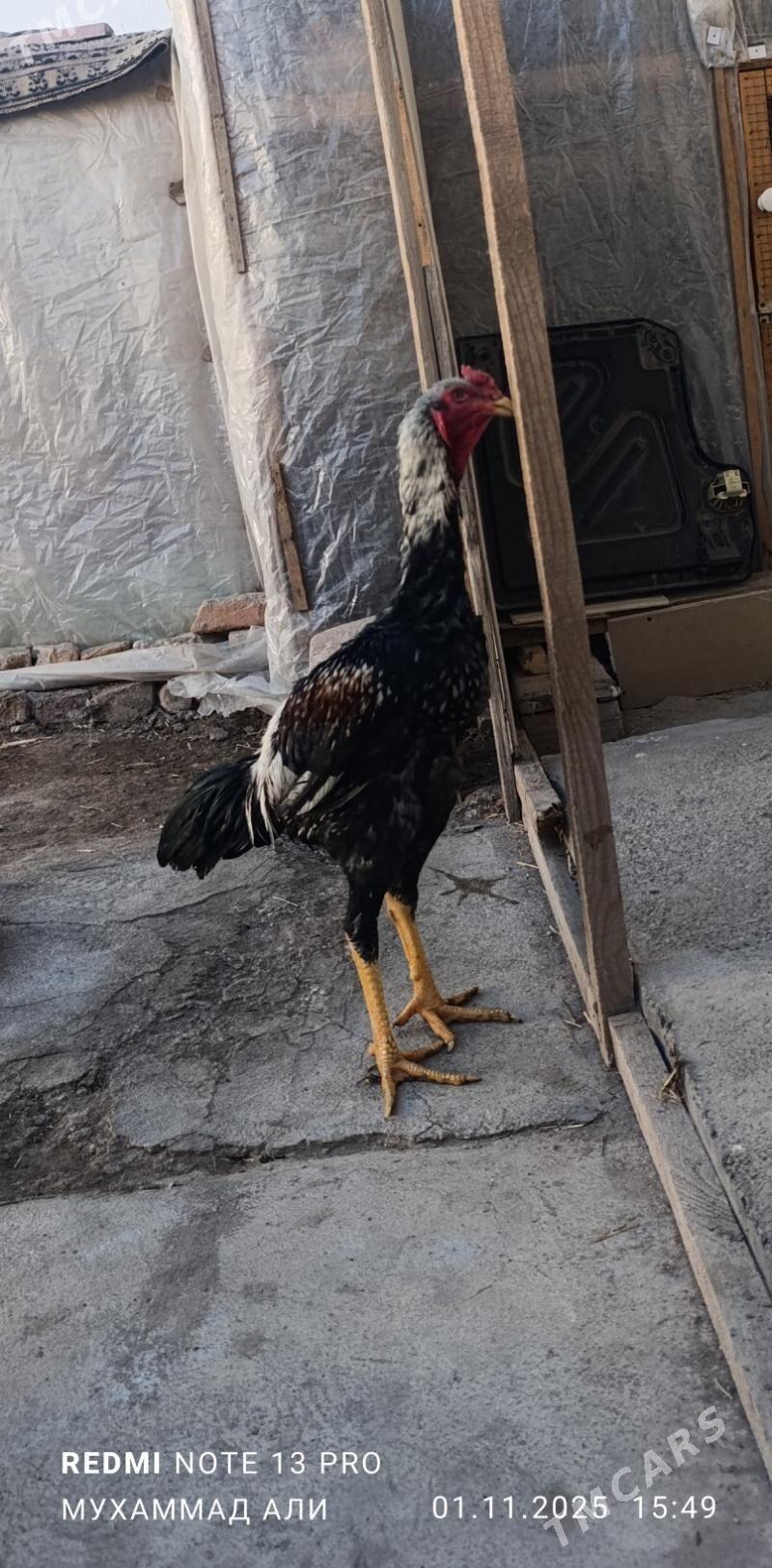 paroda horaz - Дашогуз - img 3