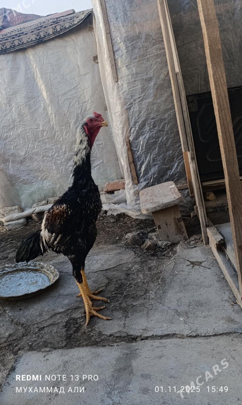 paroda horaz - Дашогуз - img 1