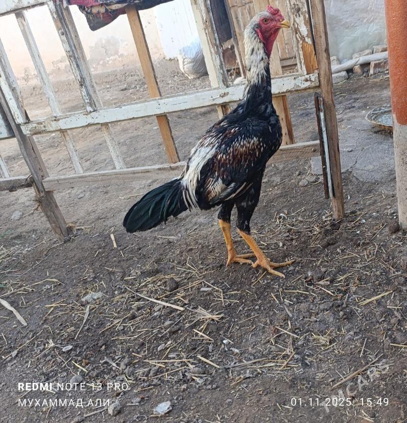 paroda horaz - Дашогуз - img 4