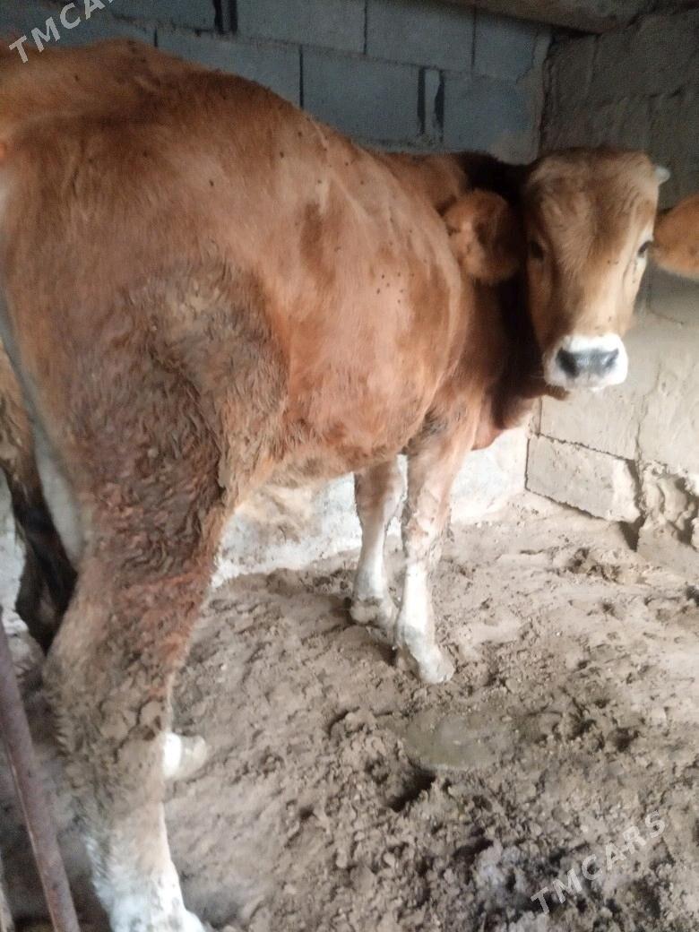 öküz - Ашхабад - img 1