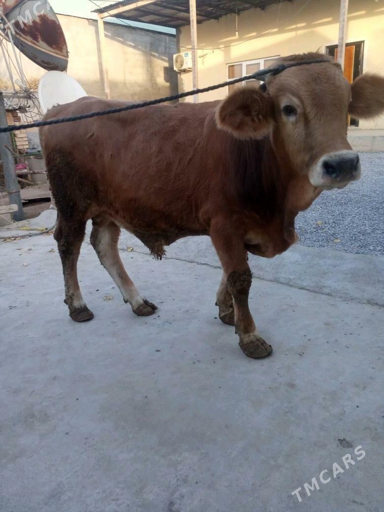 öküz - Ашхабад - img 3