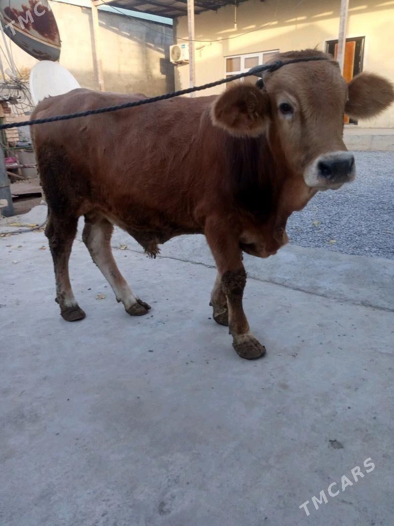 öküz - Ашхабад - img 2