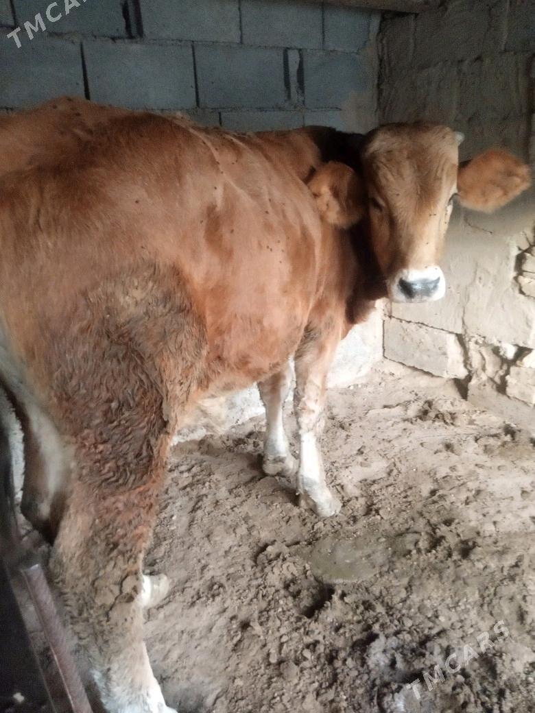 öküz - Ашхабад - img 4