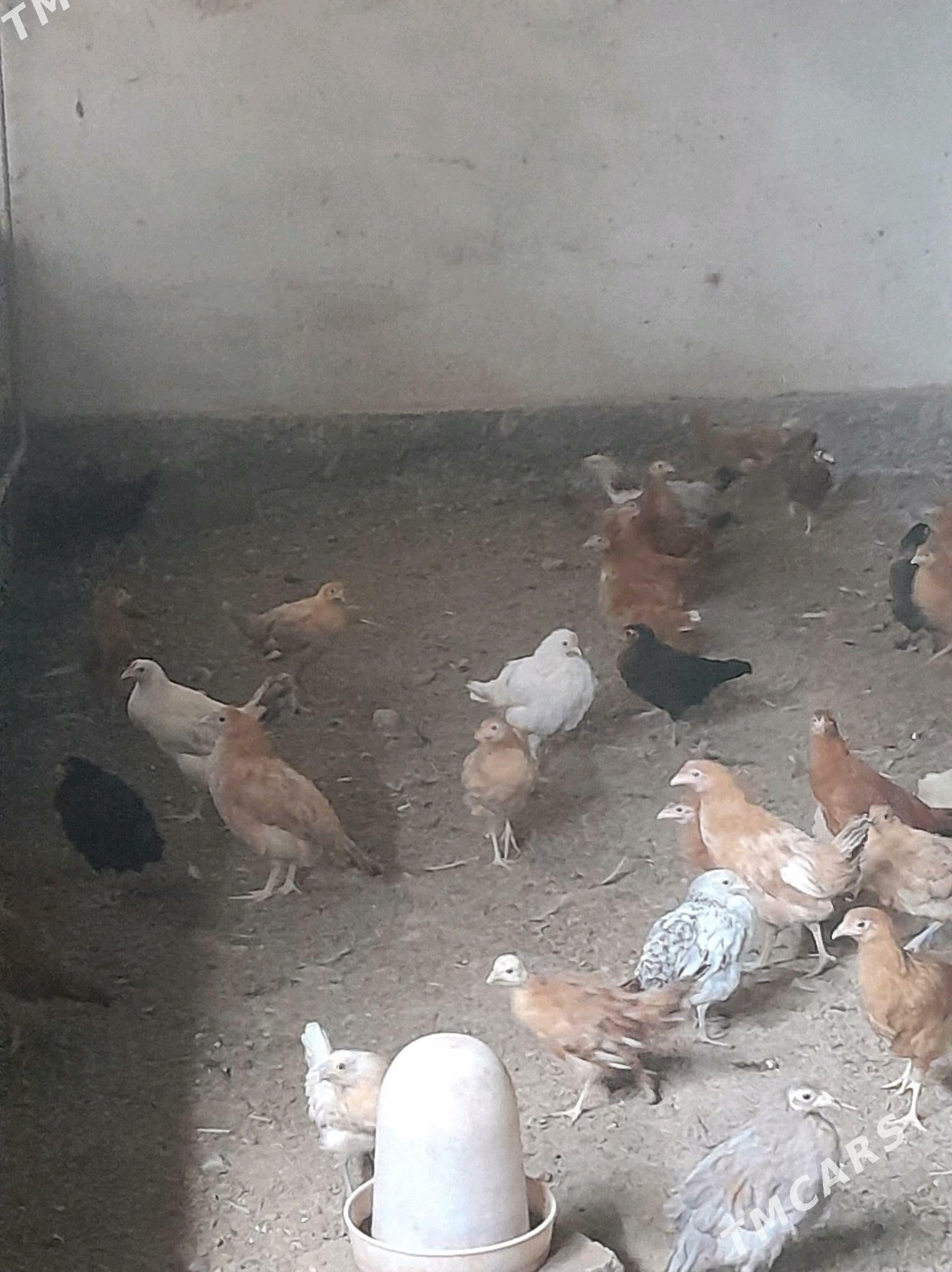 towuk juyje - Sakarçäge - img 2