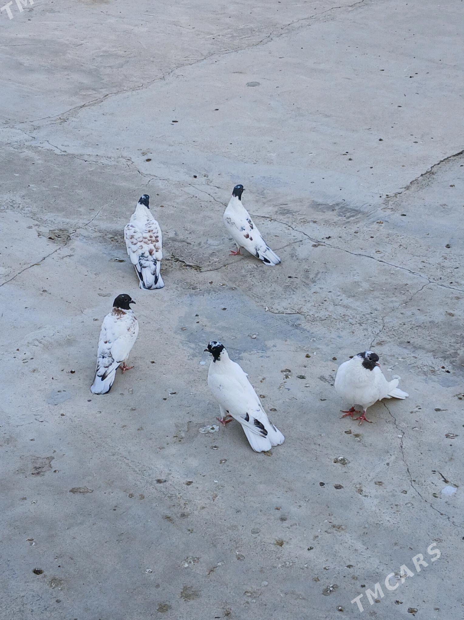 KEPDERI - Hitrowka - img 2