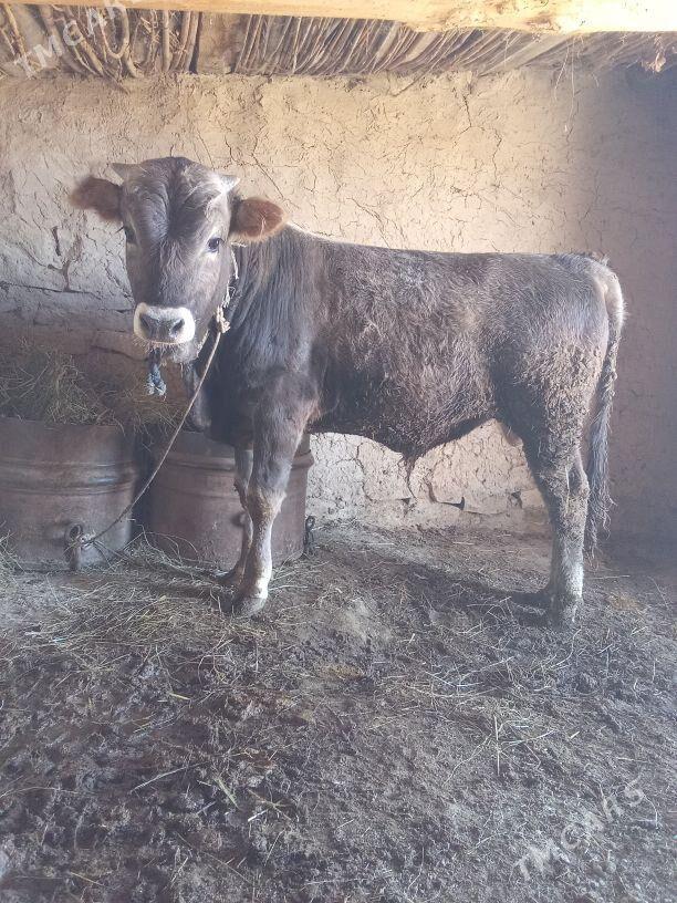 ökuz - Бахарден - img 3