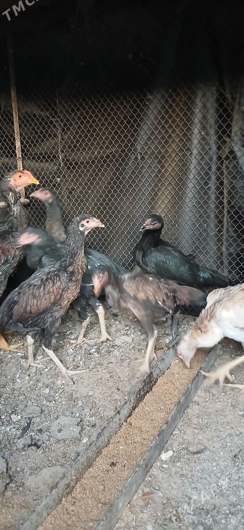 Taskent Towuk horaz - Ашхабад - img 2