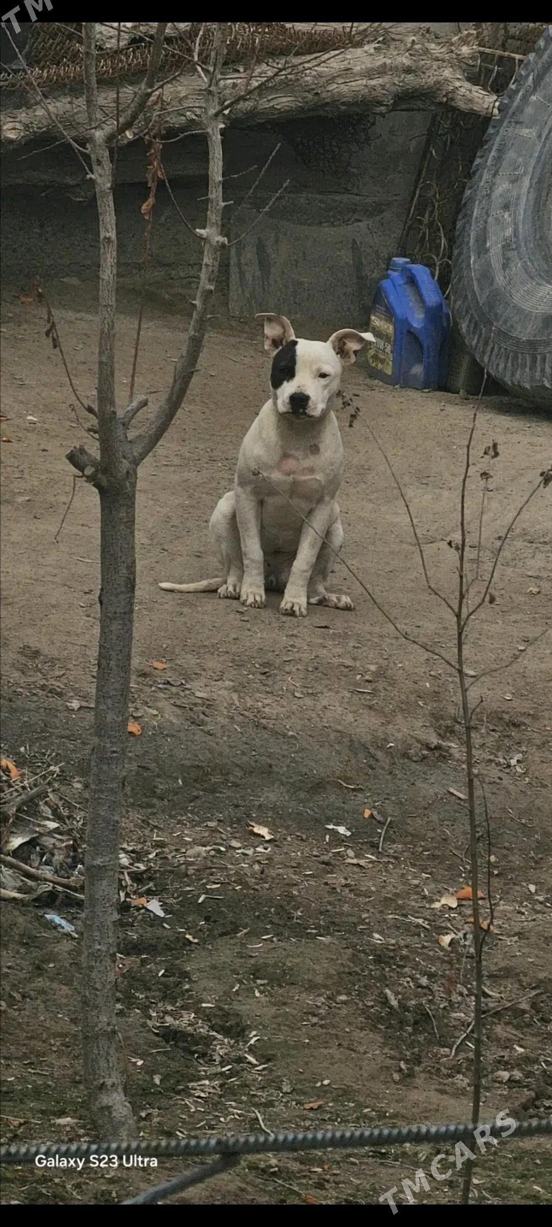 Pitbull - Туркменабат - img 2