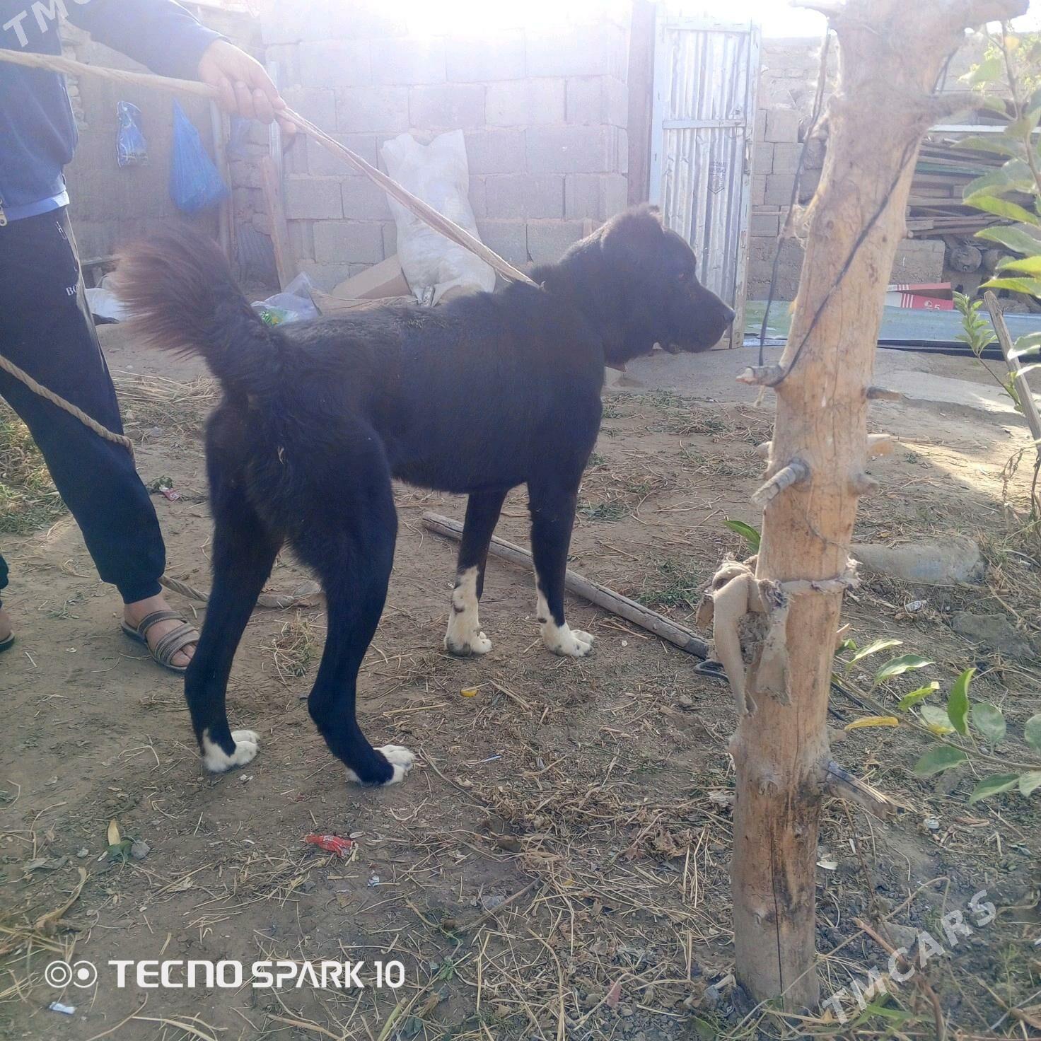 alabay köpek it - Herrikgala - img 2