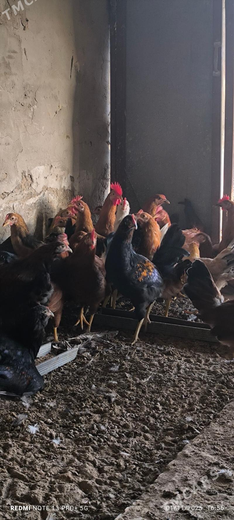 horoz - Baýramaly - img 2