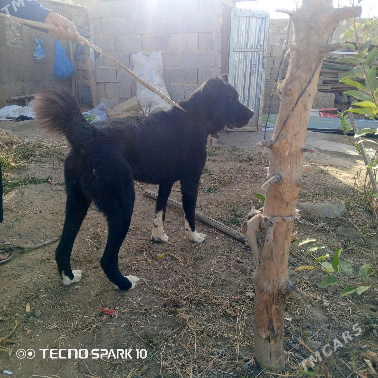 alabay köpek it - Herrikgala - img 3