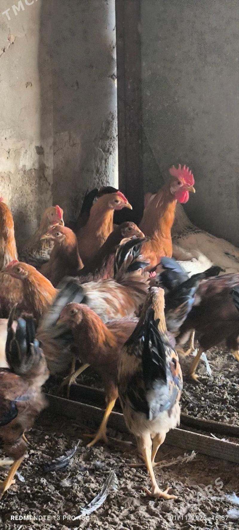 horoz - Baýramaly - img 3