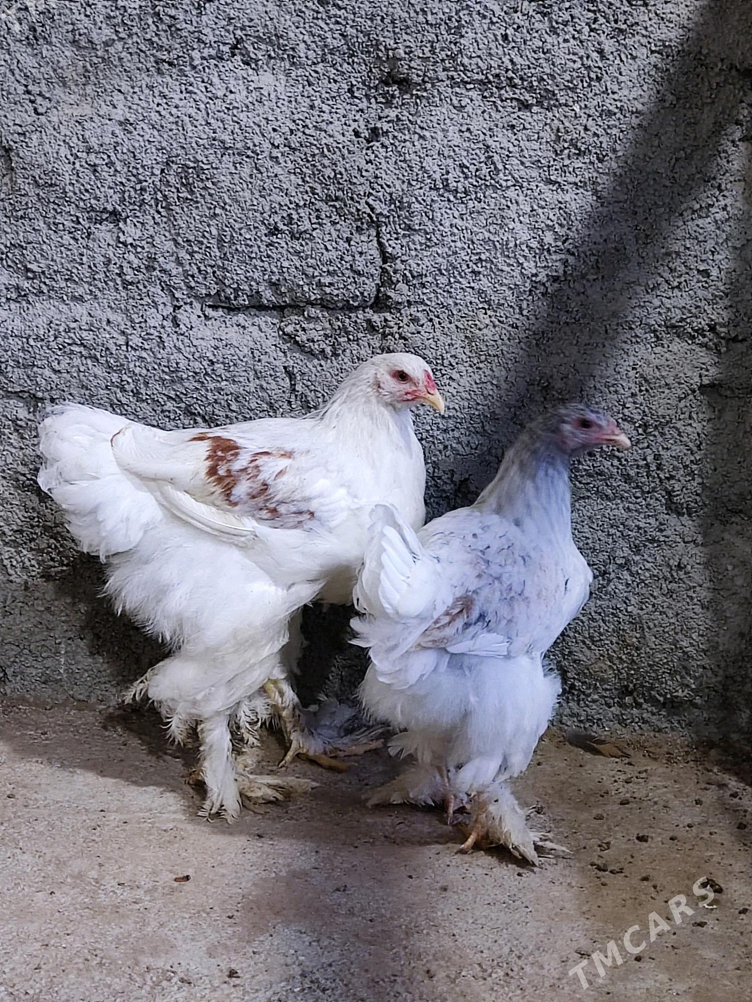 brama beti - Garadamak Şor - img 2