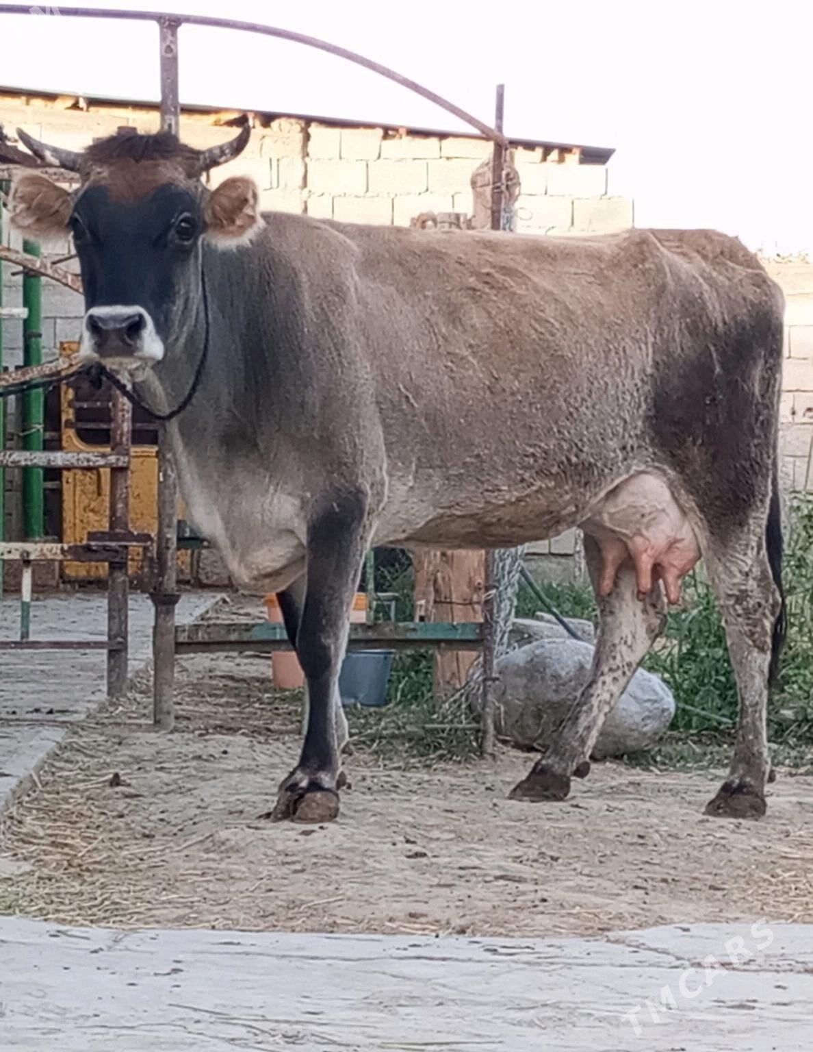 GÖLELİ SYGYR - Gökdepe - img 1