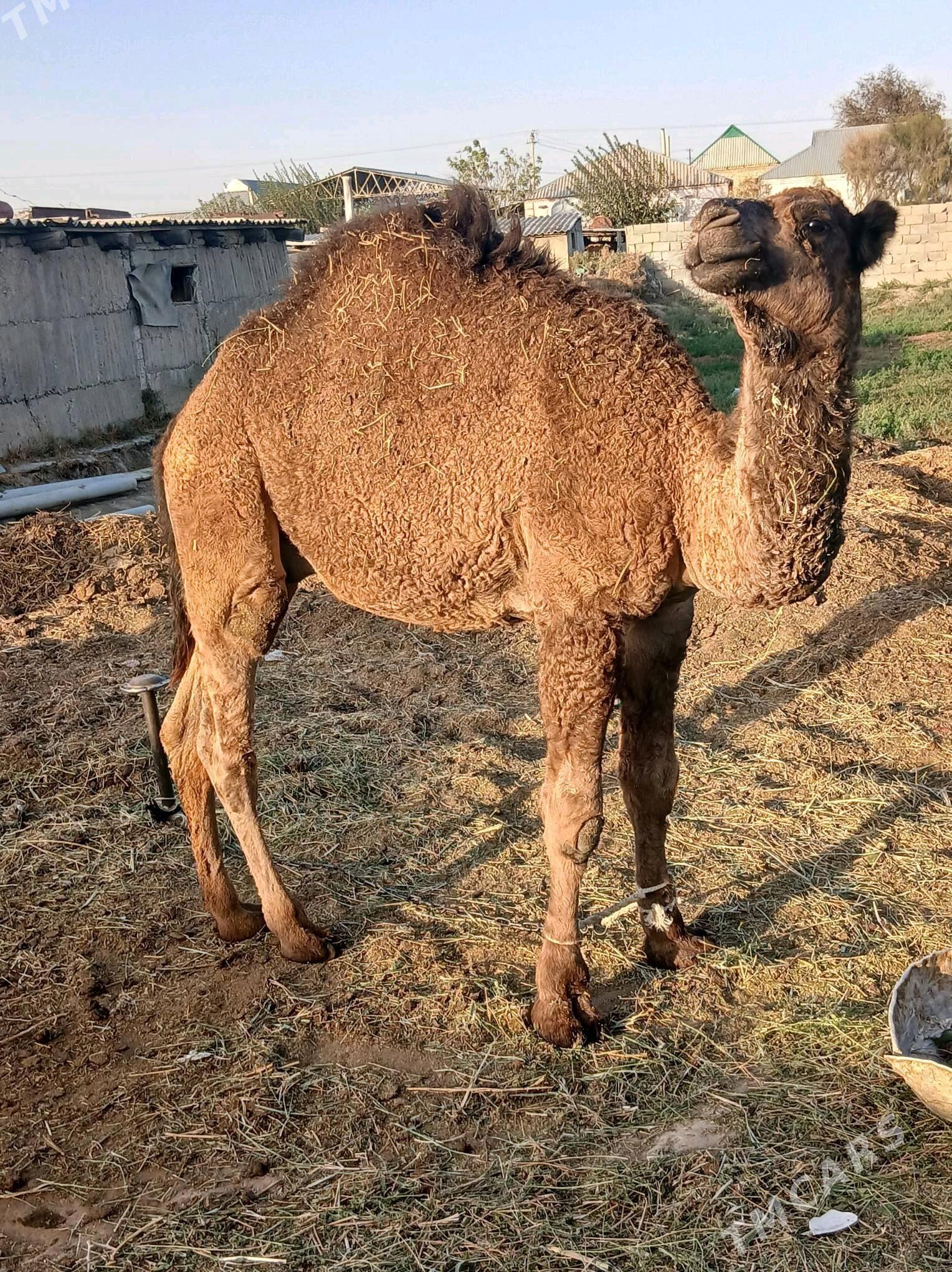 Owsuk - Gökdepe - img 3