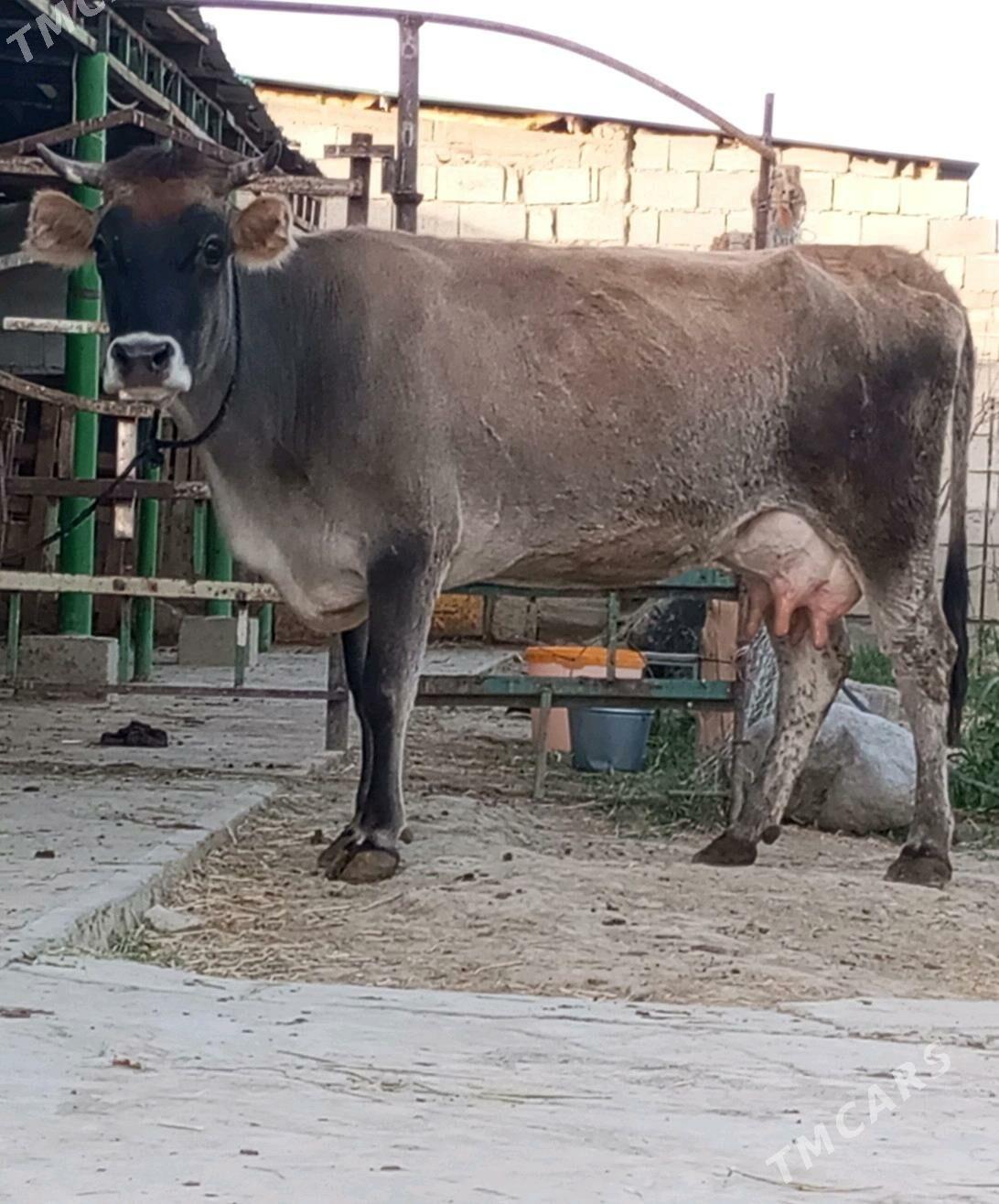 GÖLELİ SYGYR - Gökdepe - img 3