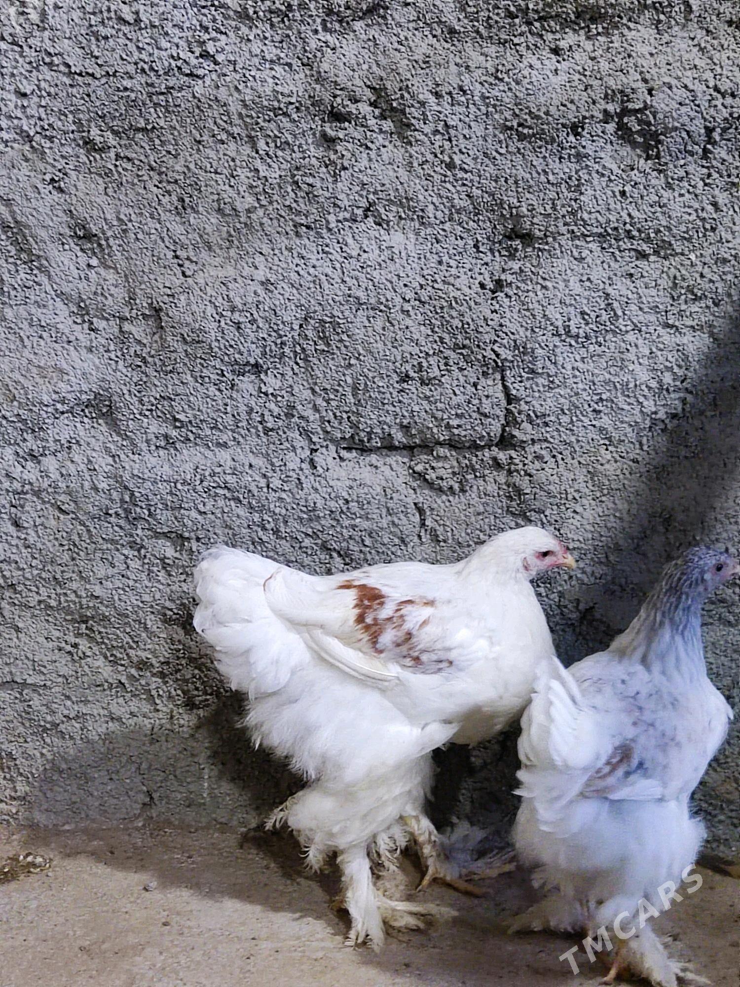 brama beti - Garadamak Şor - img 3