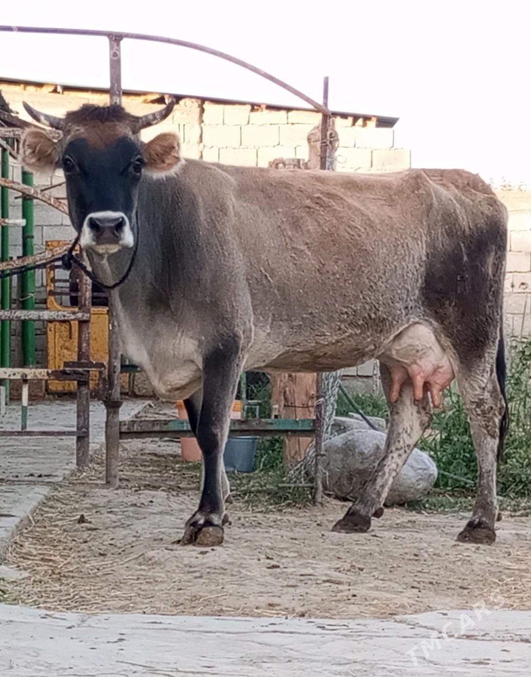 GÖLELİ SYGYR - Gökdepe - img 2