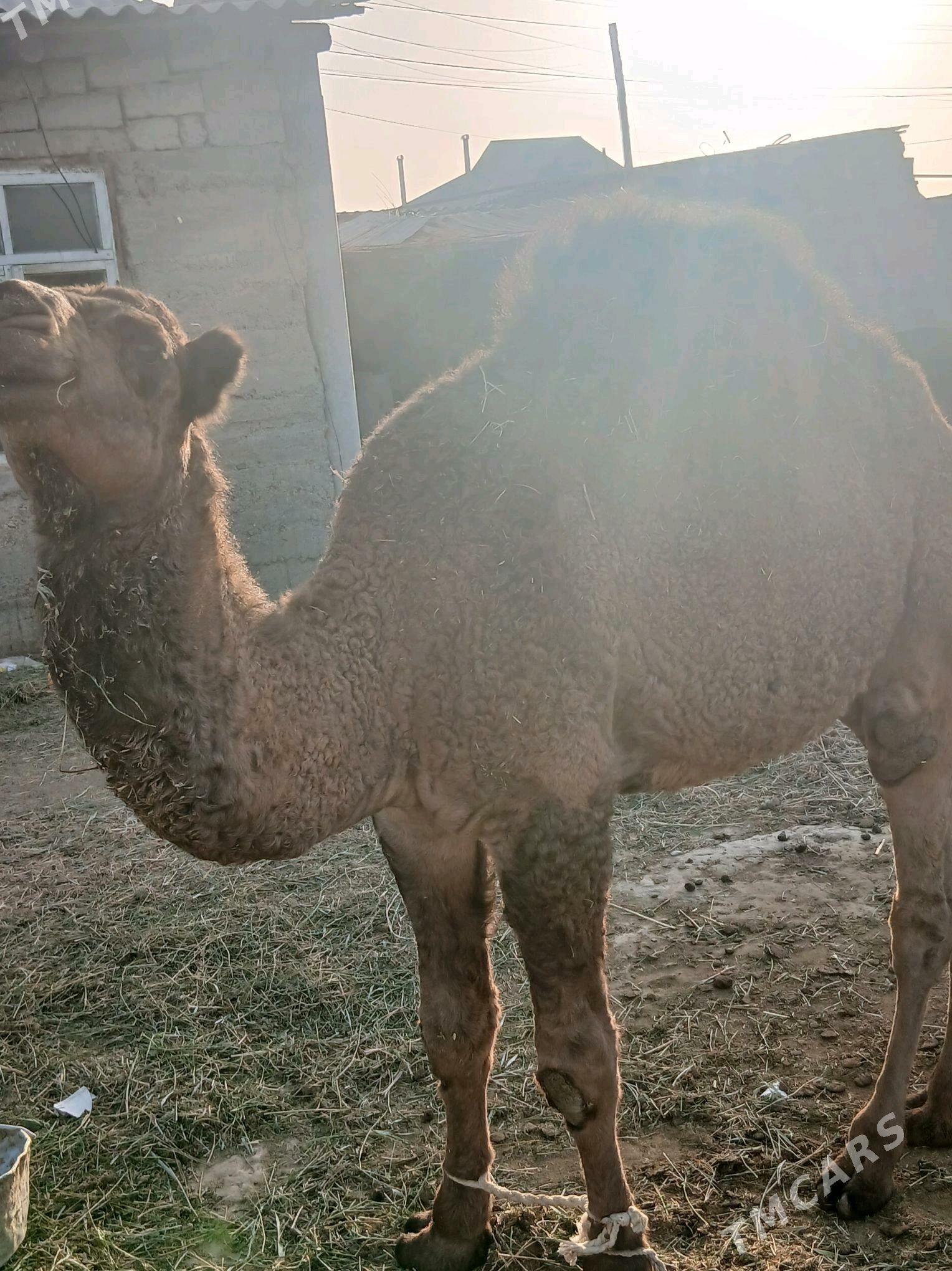 Owsuk - Gökdepe - img 2