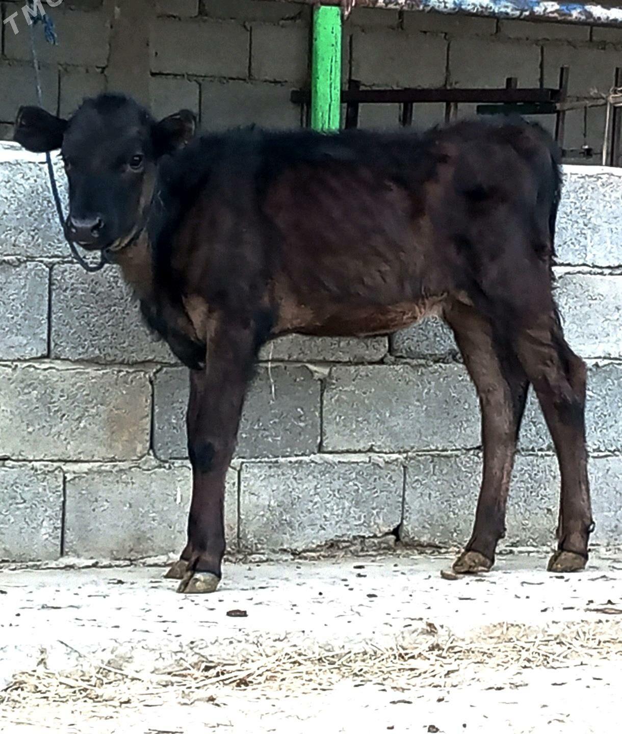 GÖLELİ SYGYR - Gökdepe - img 4