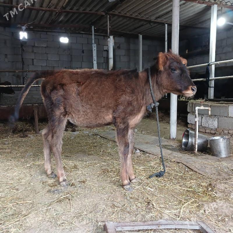 GÖLE - Büzmeýin - img 1