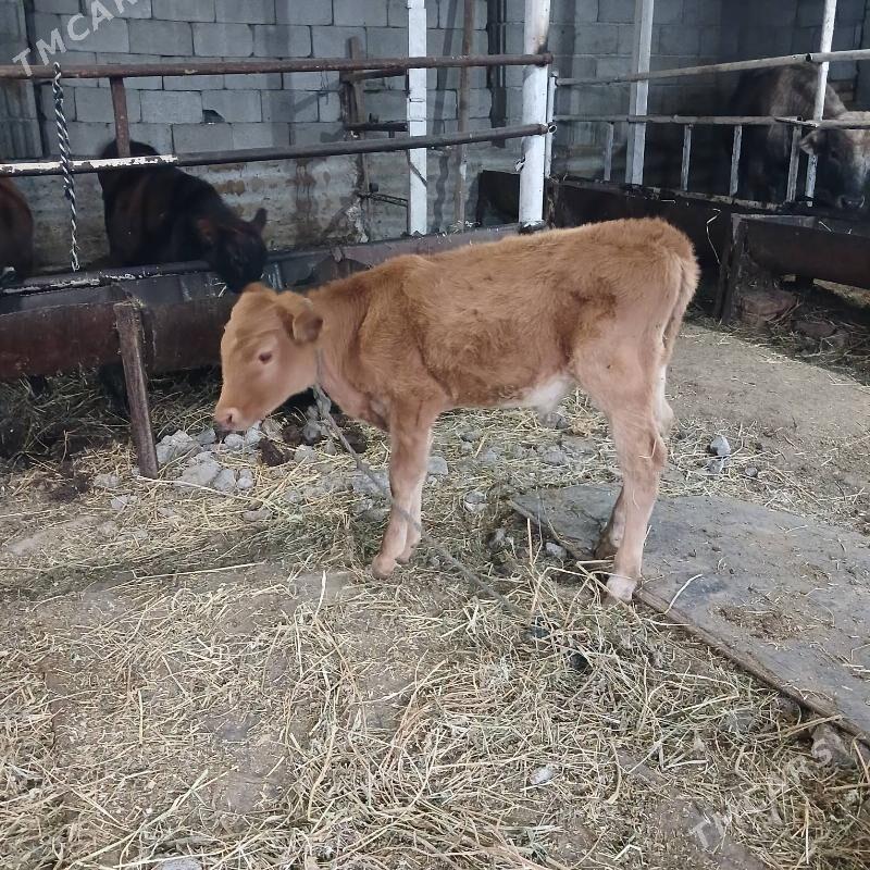 GÖLE - Büzmeýin - img 2