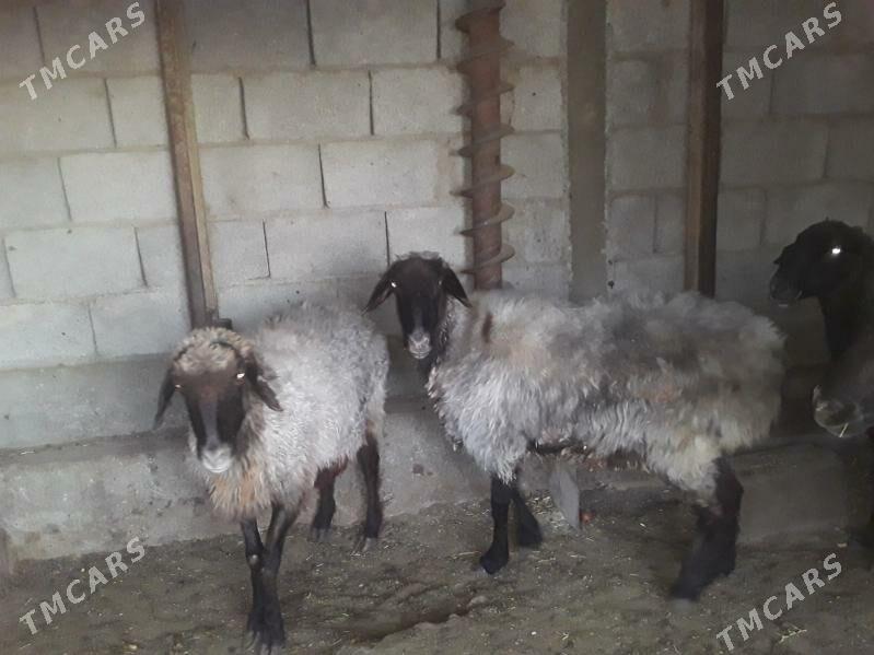 Ene Goyun - Balkanabat - img 3