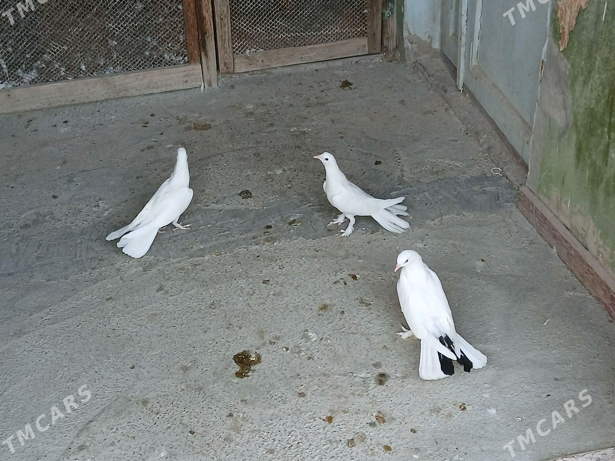 KEPDERI - Hitrowka - img 2