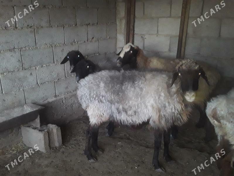 Ene Goyun - Balkanabat - img 2