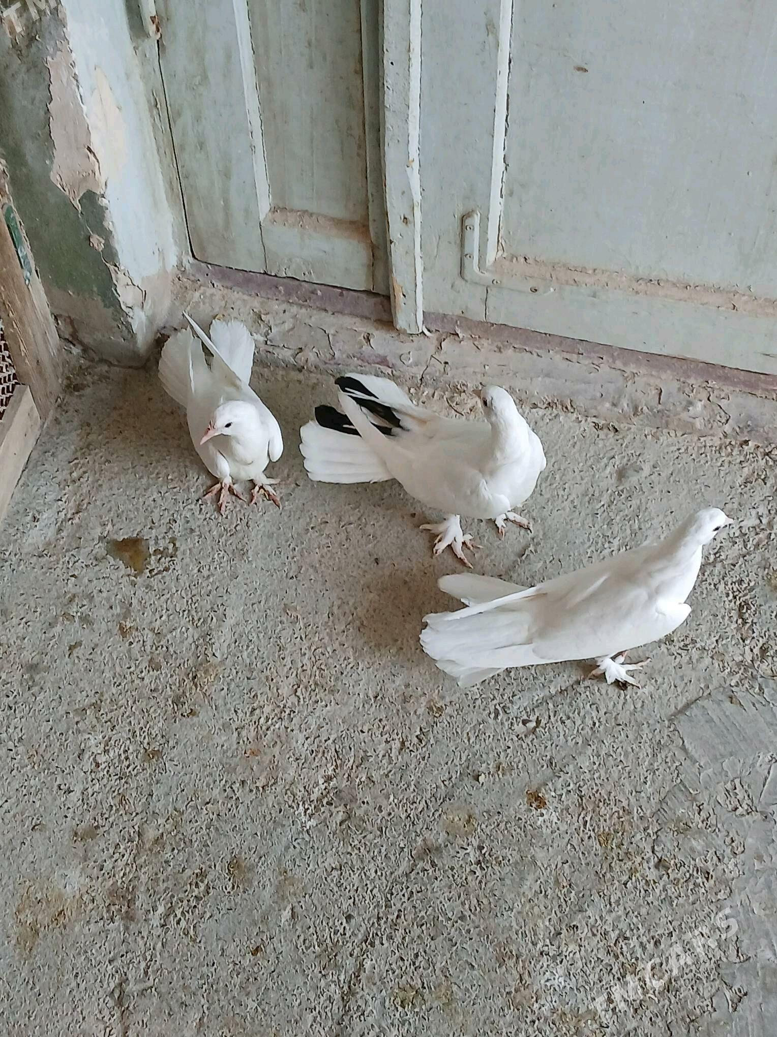 KEPDERI - Hitrowka - img 5