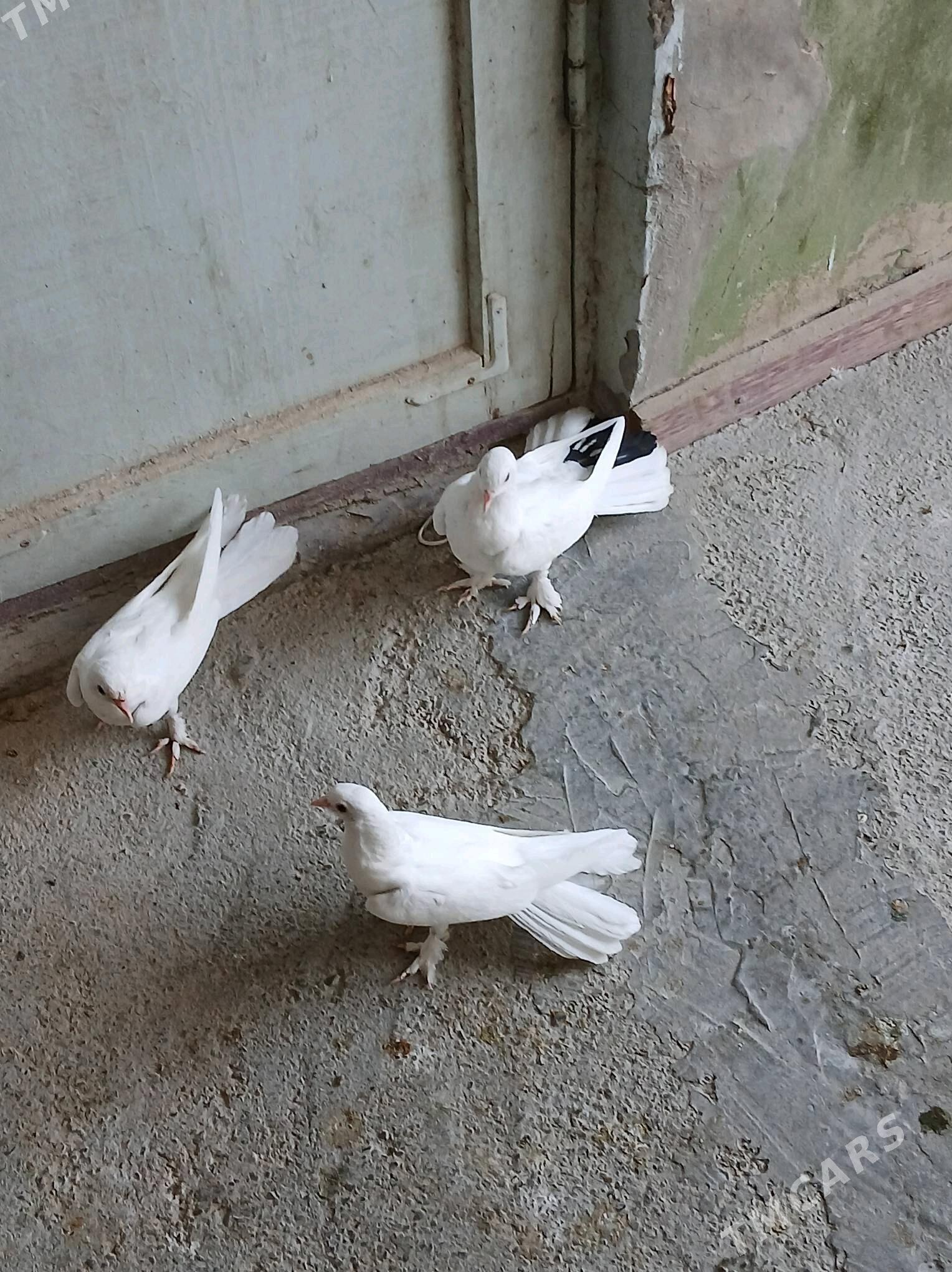 KEPDERI - Hitrowka - img 3