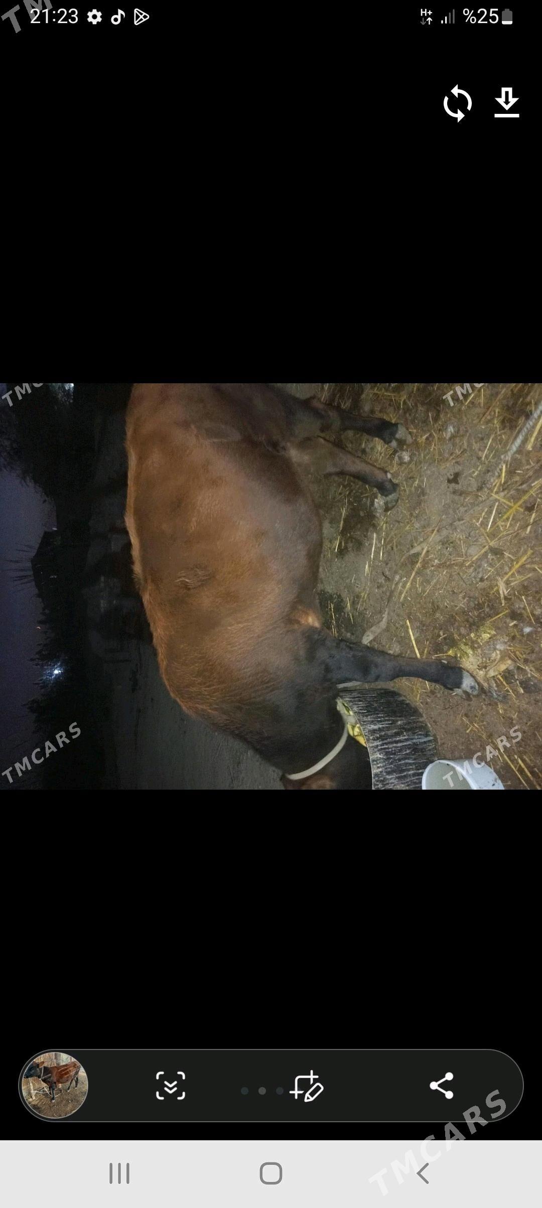 gulajyn - Murgap - img 2