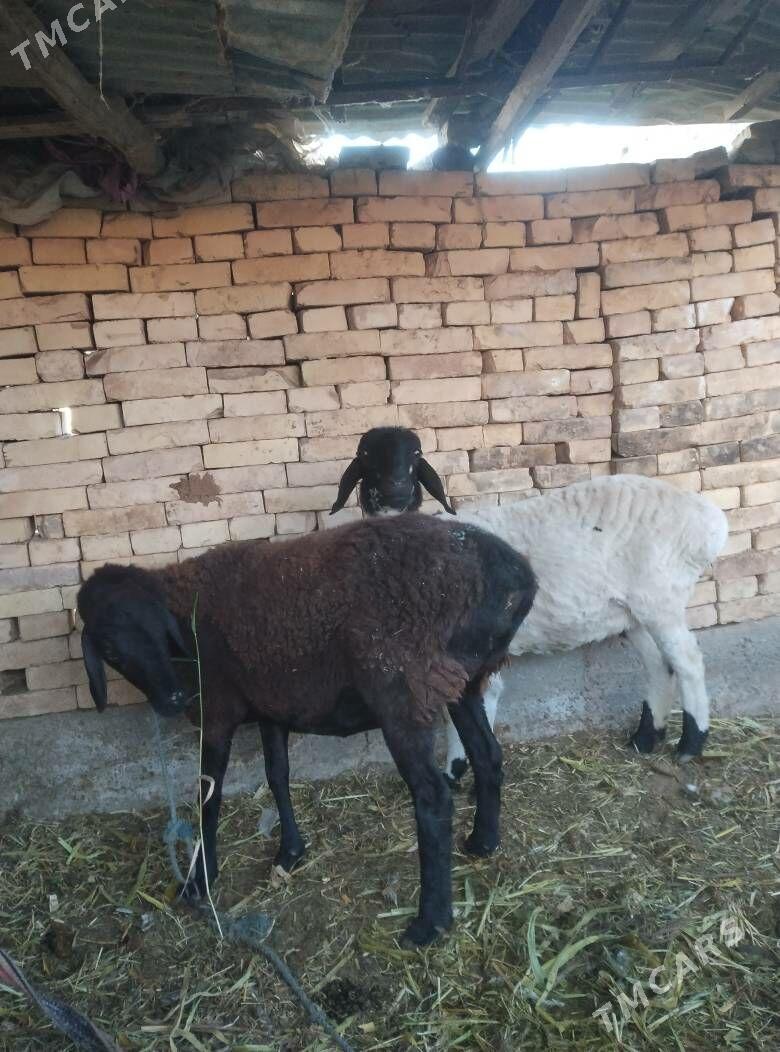 гойун - Чарджоу - img 2