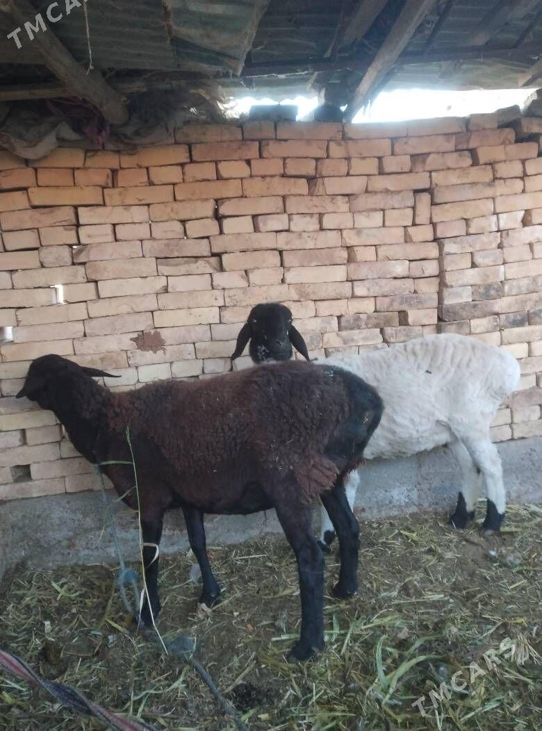 гойун - Чарджоу - img 3