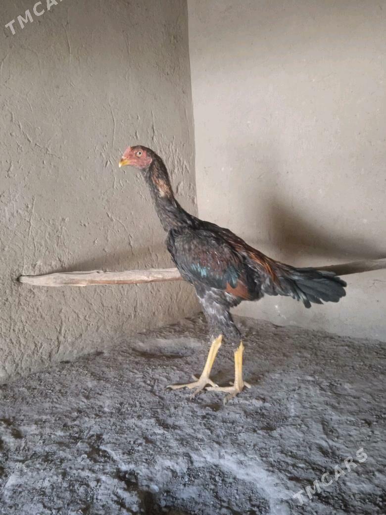 baýes jüje - Mary - img 4