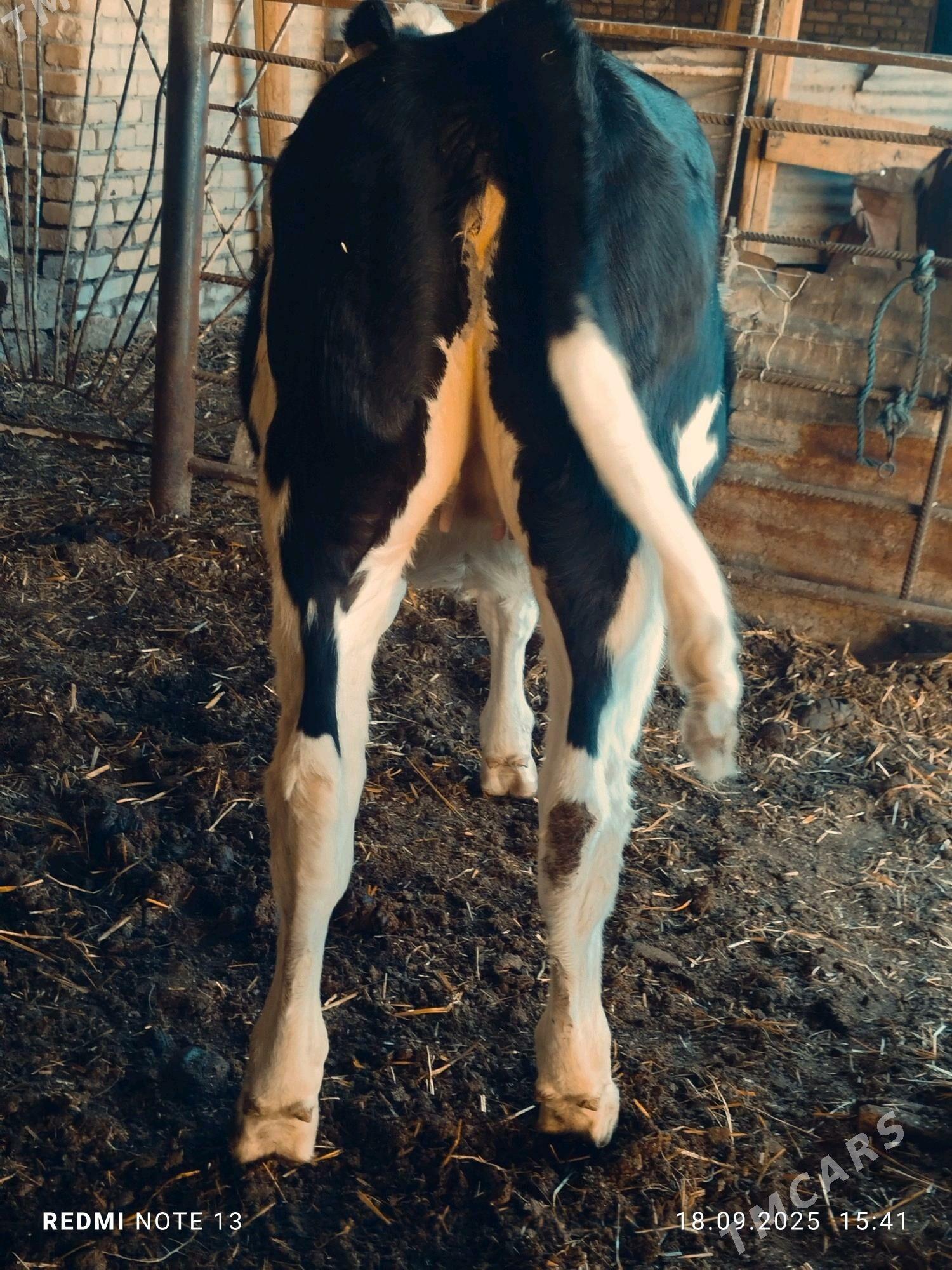 Smental unajyn - Türkmenabat - img 4