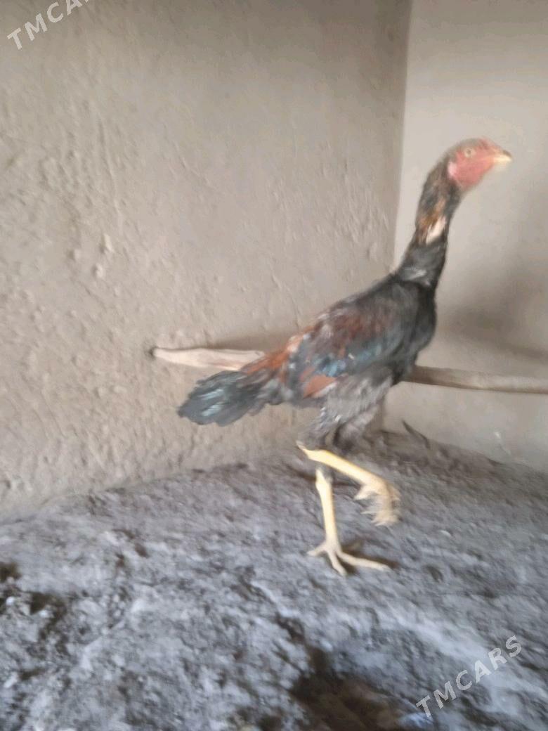 baýes jüje - Mary - img 5